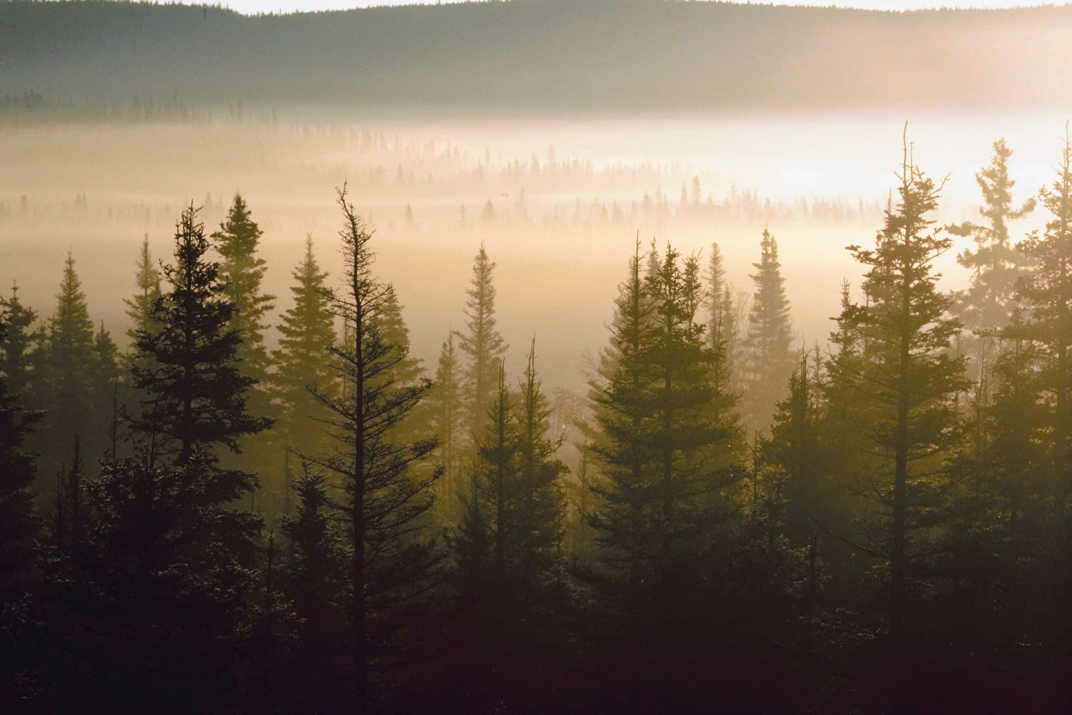 Coniferous trees in a dense forest with morning fog and sunlight filtering through, set against rolling hills home to tribal nations in the background.